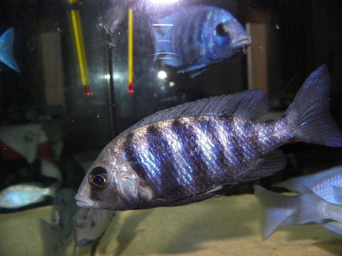 201211885856_Placidochromis femmina.jpg